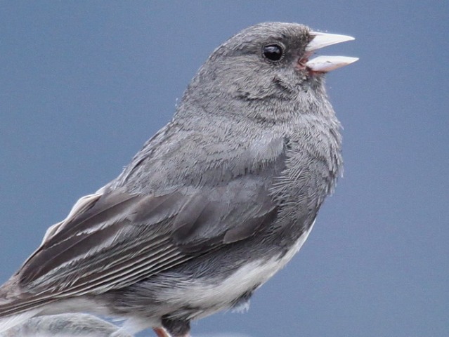 Dark-eyed Junco